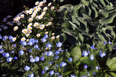 大通公園の花