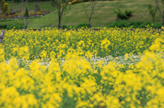 ゆにガーデンの菜の花