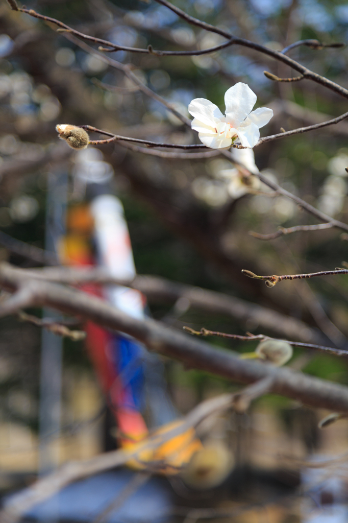 コブシの花と鯉幟