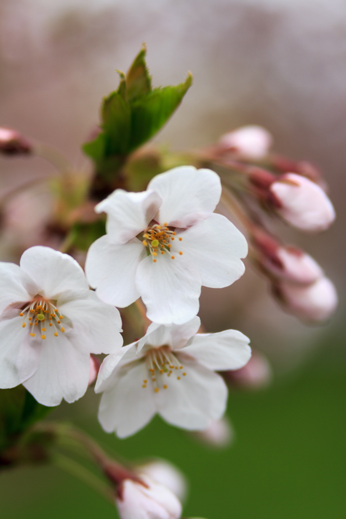 豊平川桜の杜の桜