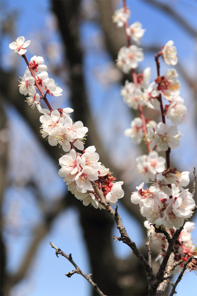 平岡公園の梅⑦
