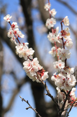 平岡公園の梅⑦