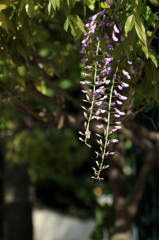 藤の花