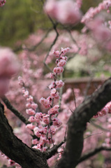 平岡公園の梅⑥