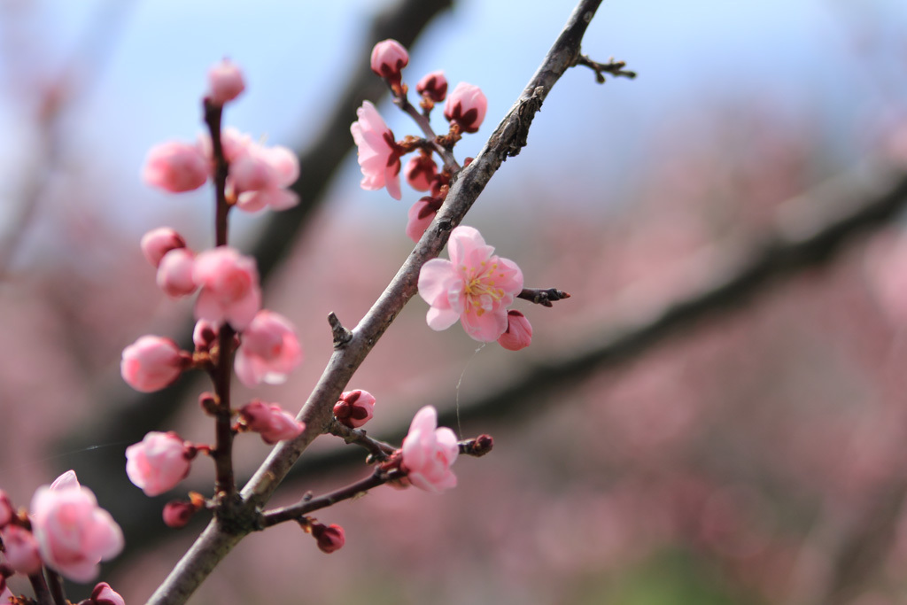 平岡公園の梅⑨