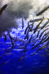 山の水族館