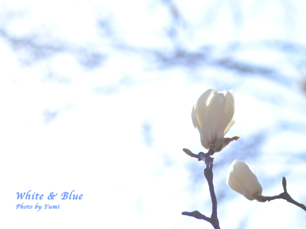 White & Blue