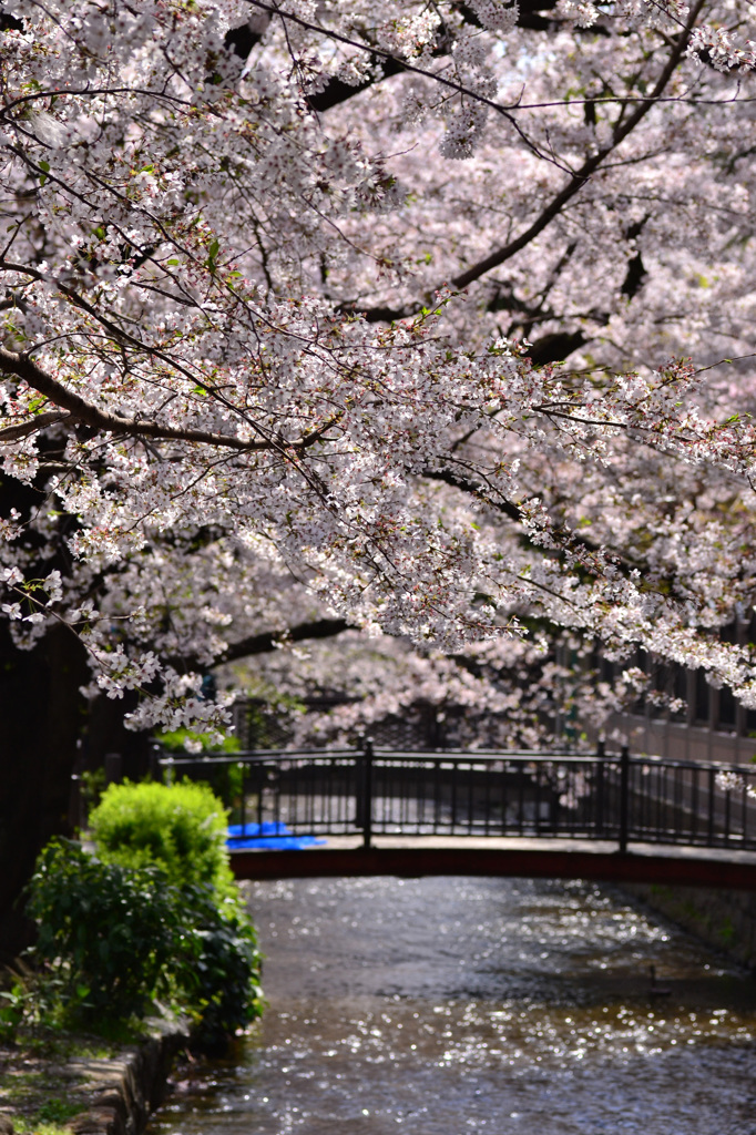 高瀬川
