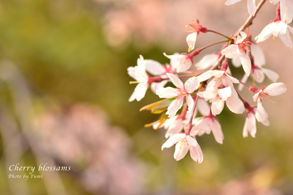 桜
