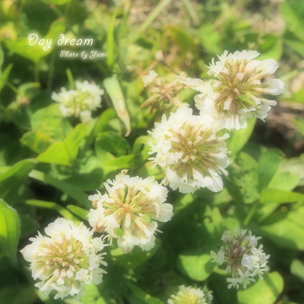 White Clover