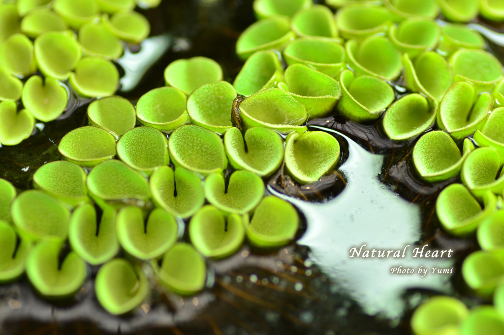 Natural heart