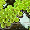Natural heart