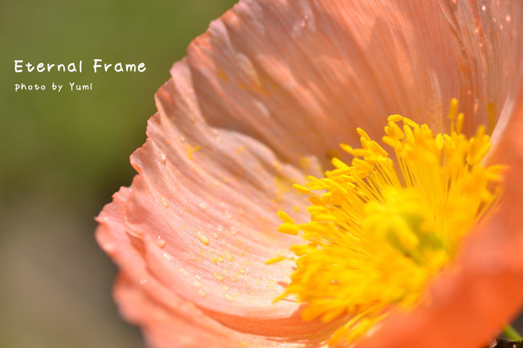 Eternal frame