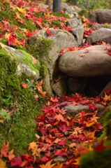 紅葉の川