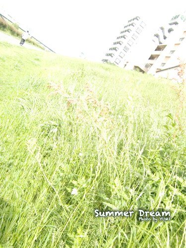 Summer dream
