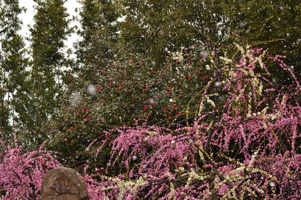 雪／梅／椿