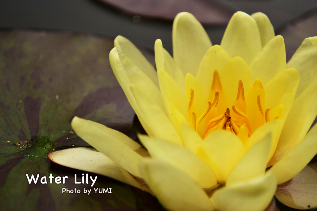 Water Lily