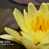 Water Lily