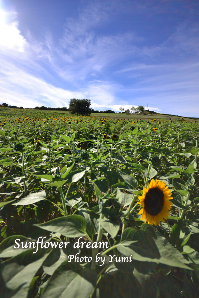 Sunflower dream
