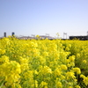 菜の花畑