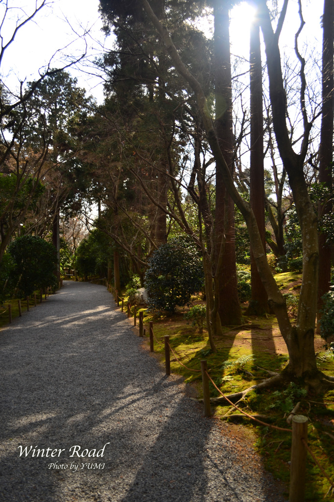 冬の散歩道