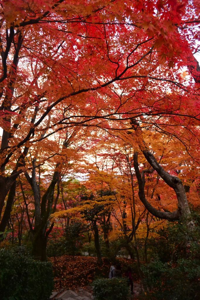 紅葉のトンネル