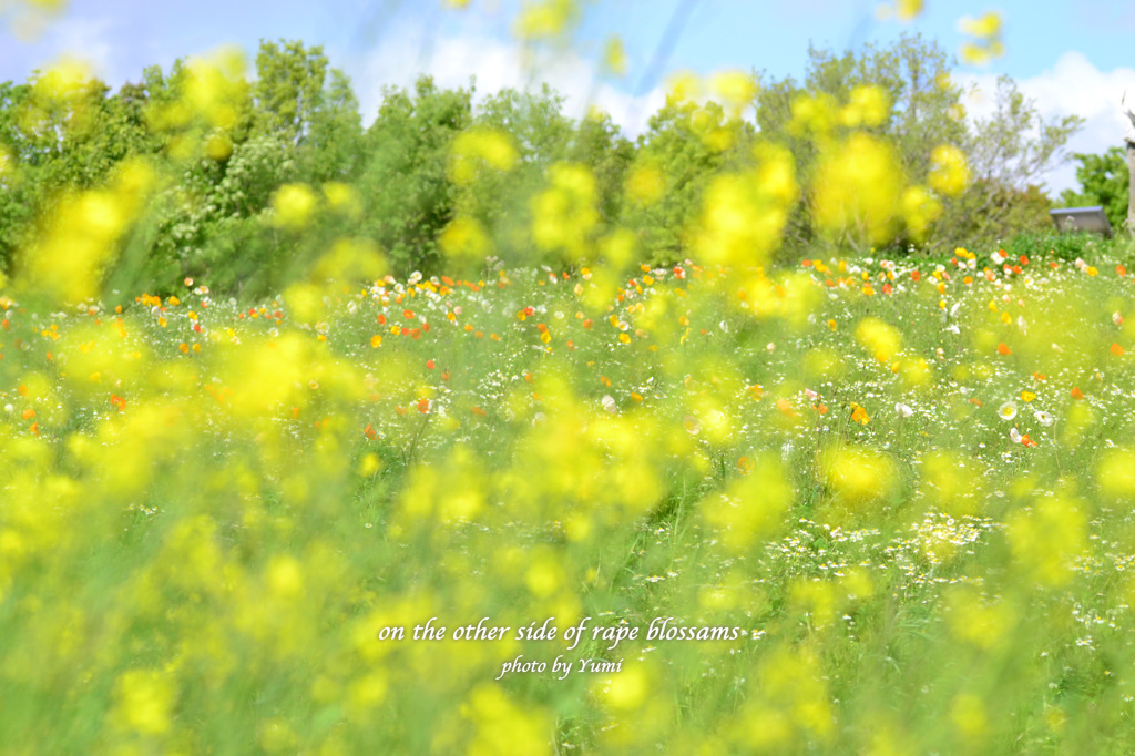 菜の花の向こうに
