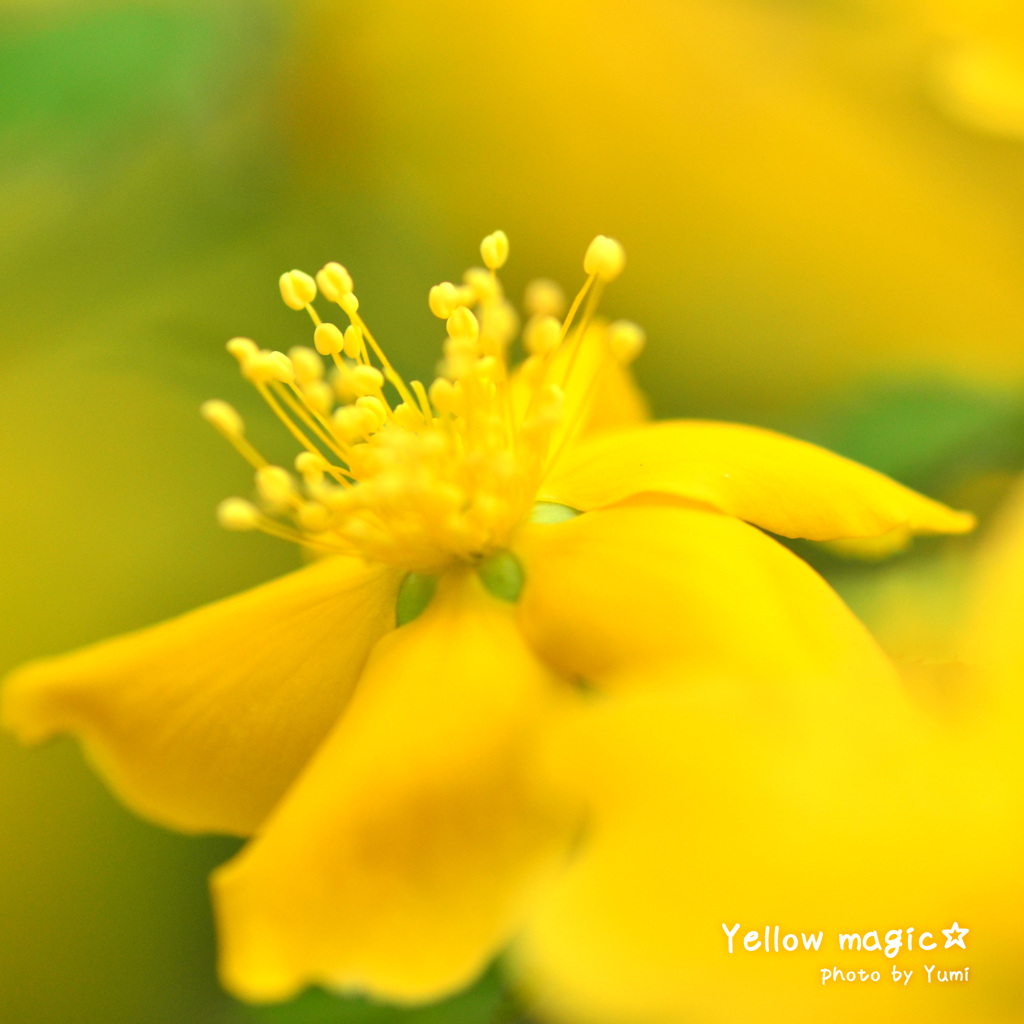 yellow magic☆