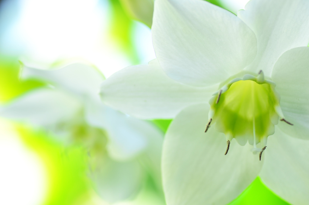 Pale White