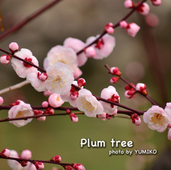 Plum tree01