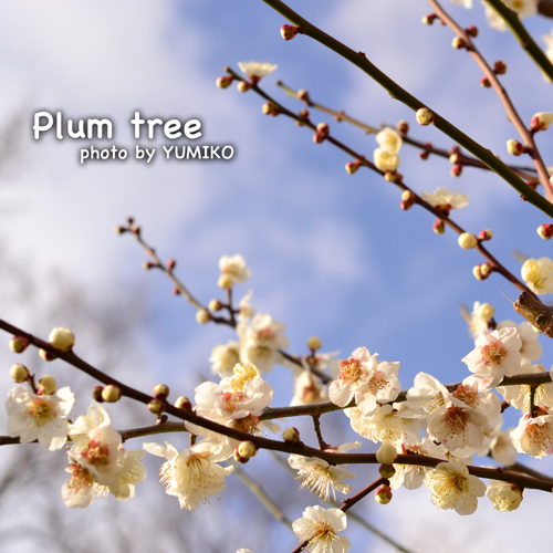 plum tree02