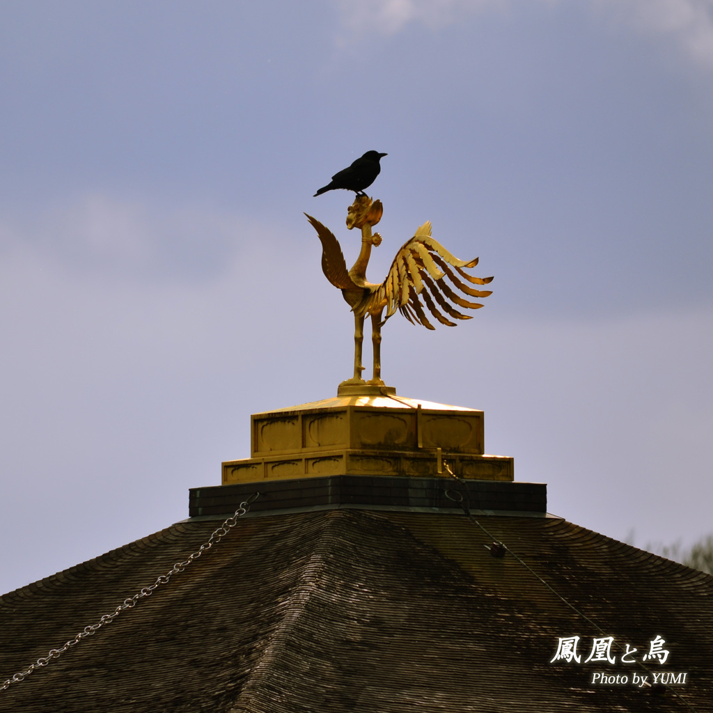 鳳凰と烏