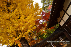 イチョウと紅葉