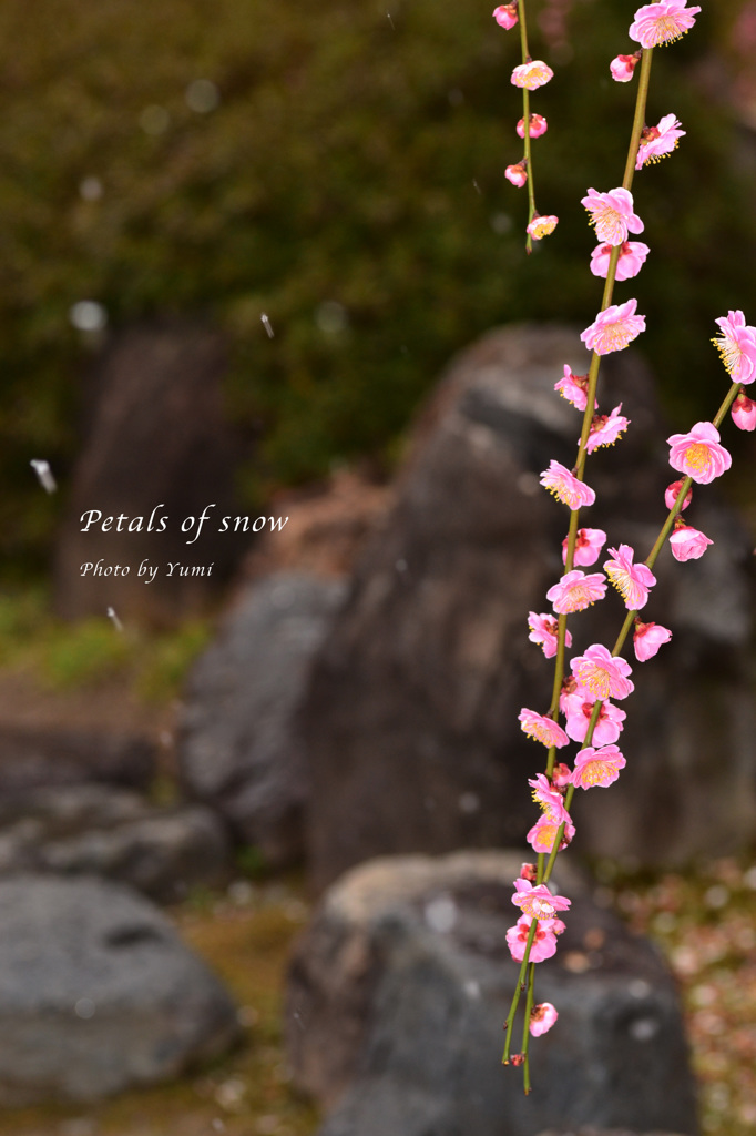雪の花びら