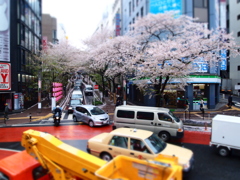 東京の桜　昼