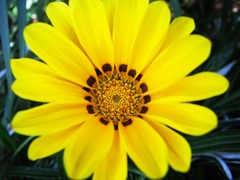 開花