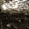 続、何時もの公園にて6
