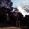 続、何時もの公園にて9