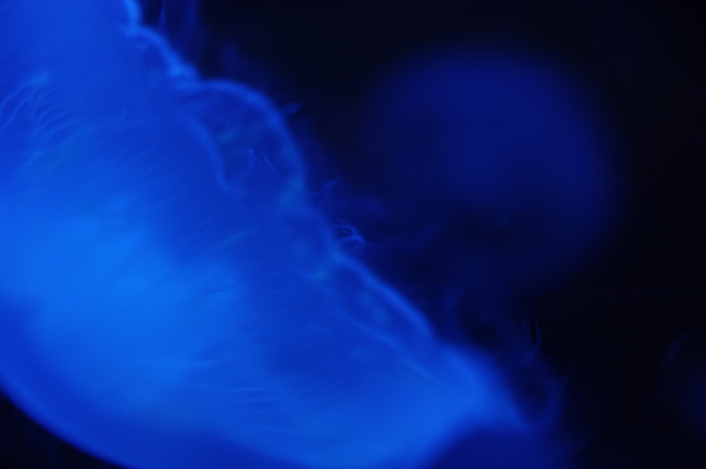 blue 2