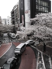 東京の桜　