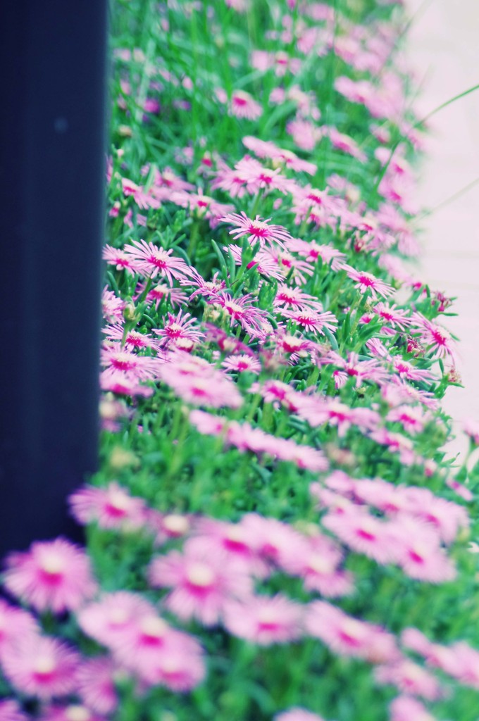 行く春に～路花