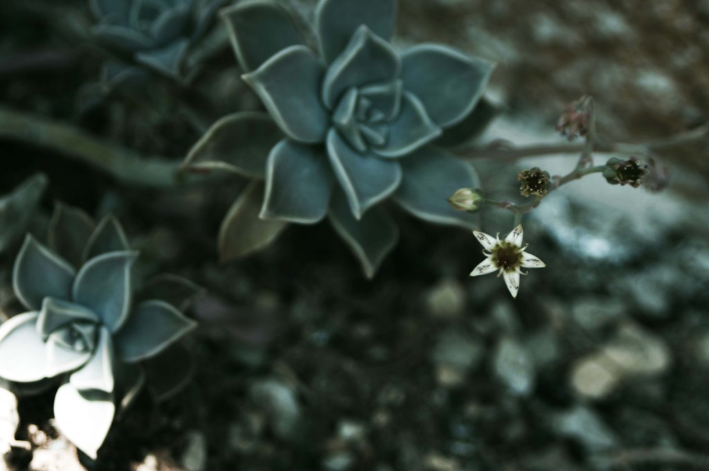 花と葉