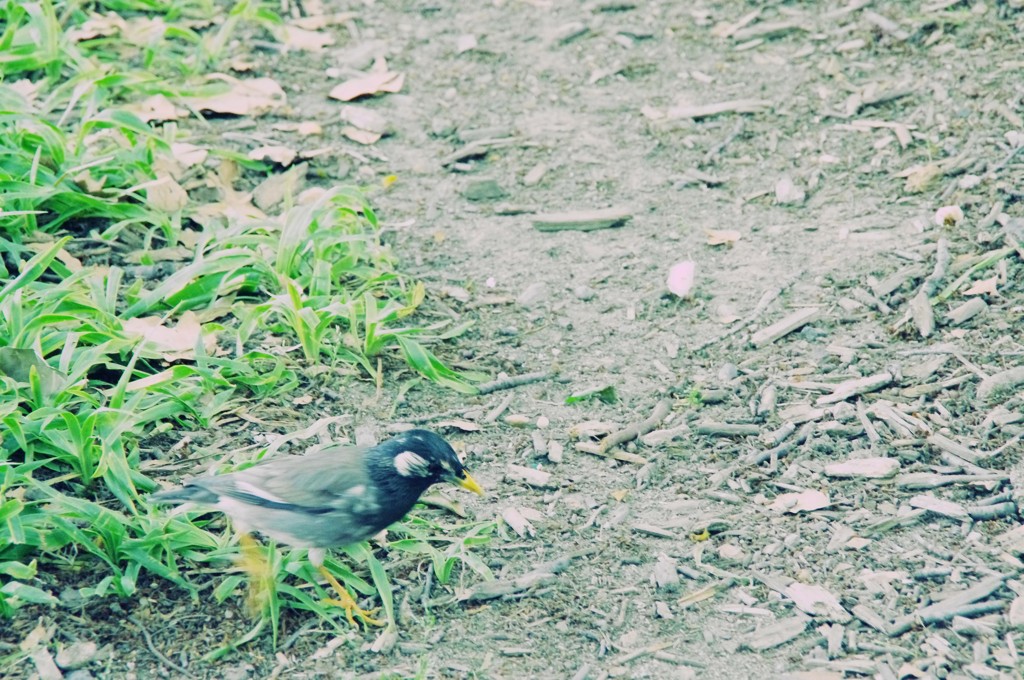 公園の風景～ピョン！～