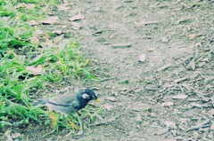 公園の風景～ピョン！～