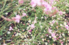 行く春に～野花