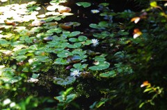 水辺の夏、