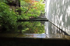 新緑の池Ⅵ