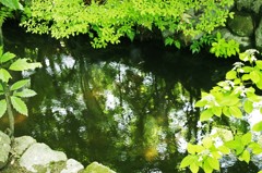 新緑の池　