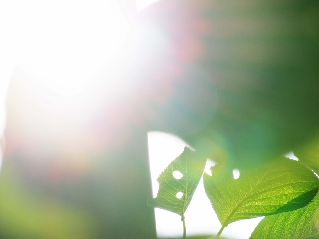 2012 summer Ⅱ
