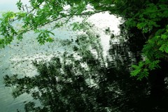 池のほとり